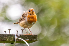 Robin