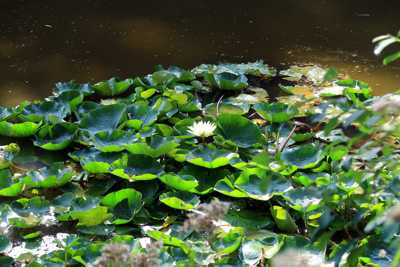 Water lilies