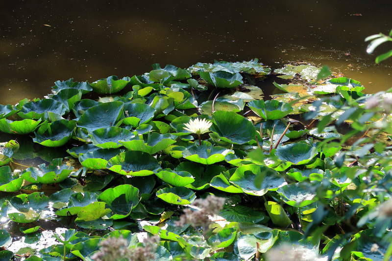 Water lilies