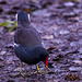 Moorhen