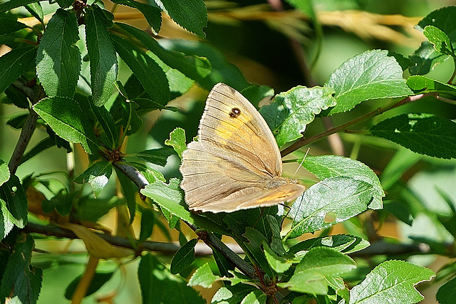 Großes Ochsenauge (dorsal) II