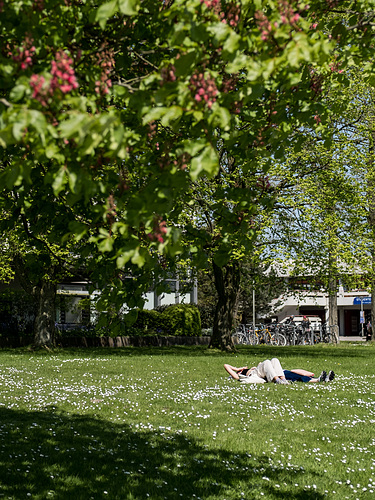 Bed of daisies