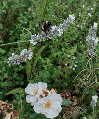 Blümchen, Biene