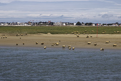 Moutons de prés salés.