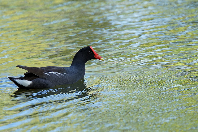 Gallinule poule d'eau-1 (Copier)