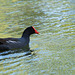 Gallinule poule d'eau-1 (Copier)