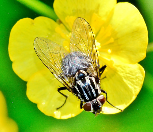 Fly. Anthomyia procellaris?