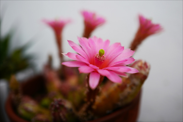 Echinocereus