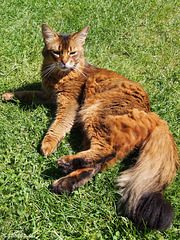 Lawn lion