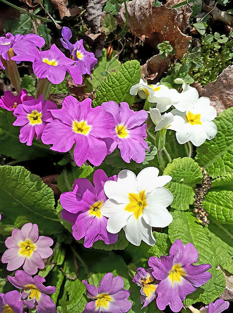 premières fleurs du printemps