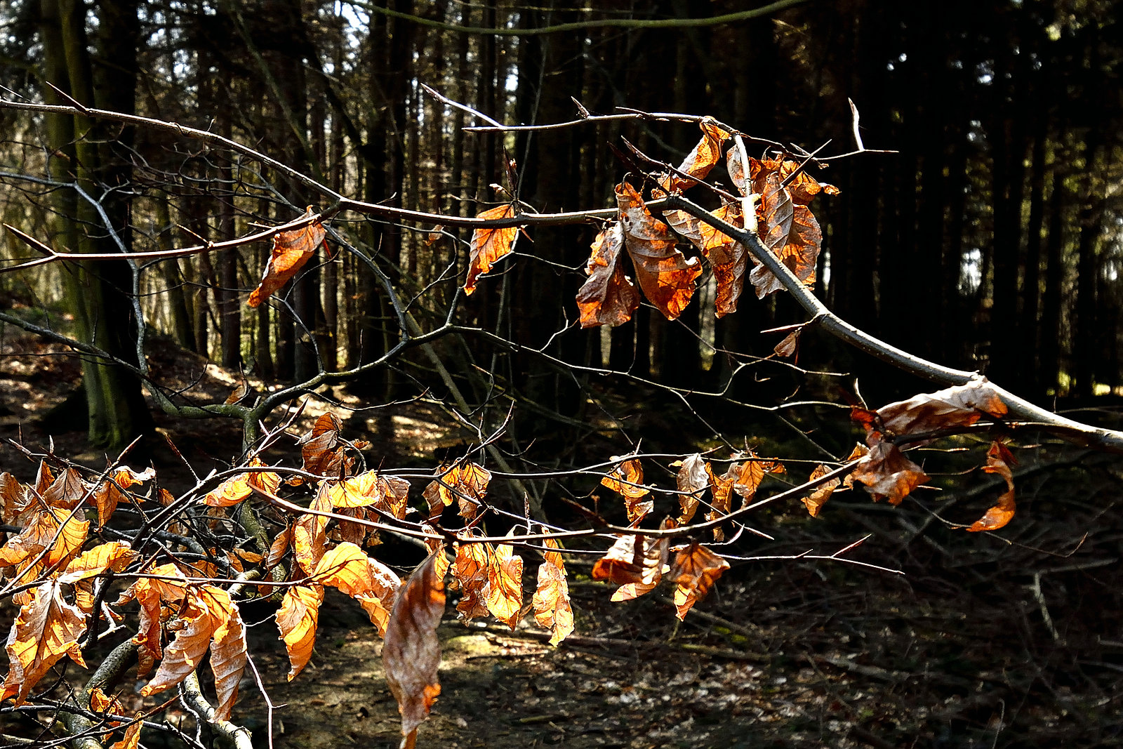 Remains of last Autumn