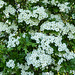 Hawthorn blossom