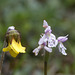 Small Round-leaf Orchid and Mountain Avens