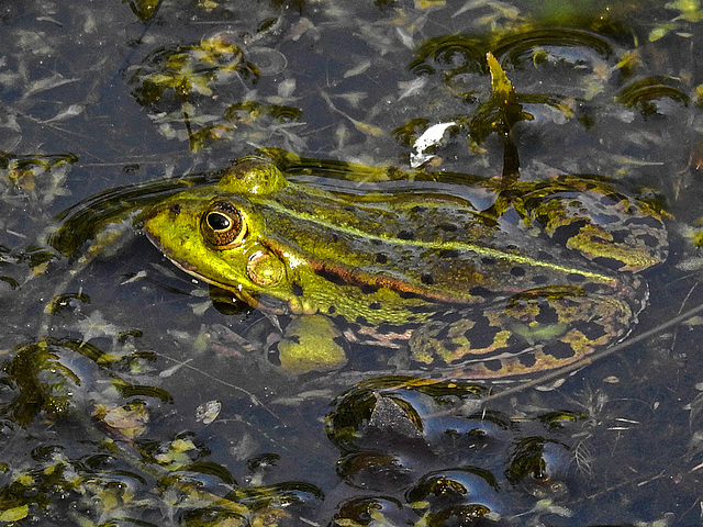 20180419 3968CPw [D~LIP] Wasserfrosch, UWZ, Bad Salzuflen