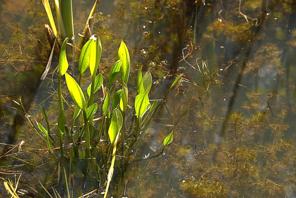 At The Pond