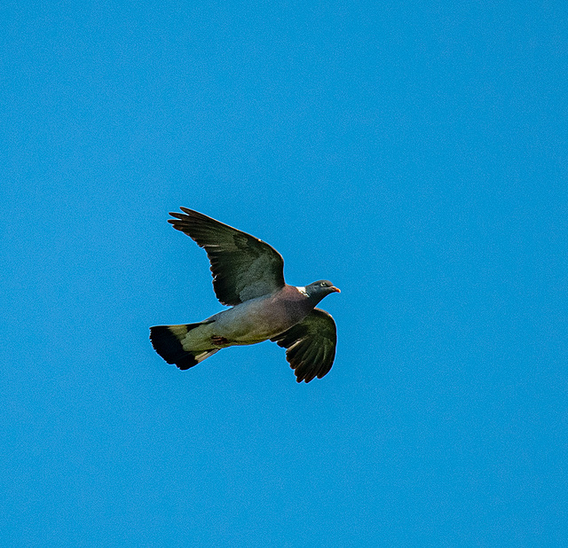 Wood pigeon in flight