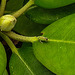 20200718 9562CPw [D~MI] Rhododendron-Zikade (Graphocephala fennahi), Minden
