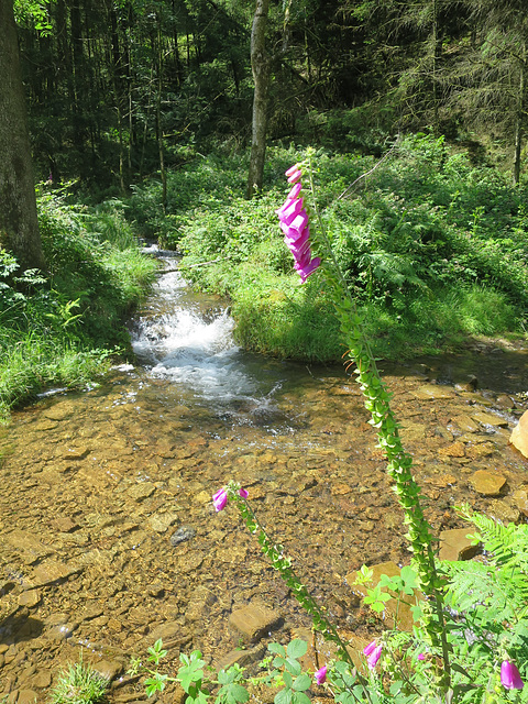 Forest stream