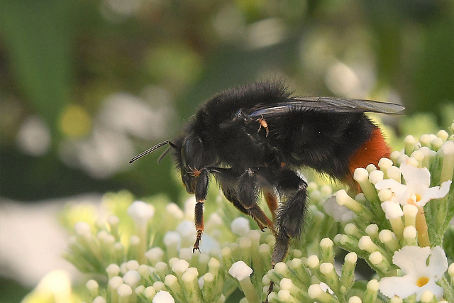 Steinhummel