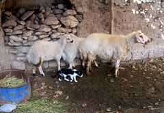 Three sheep and cat by the wall. HWW!