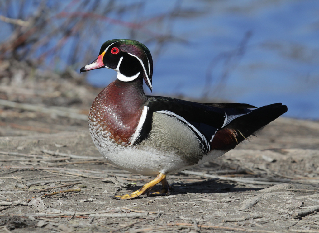monsieur Canard Branchu / sir Wood Duck