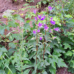 Nesselblättrige Glockenblume (Campanula trachelium)