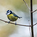 Blue tit