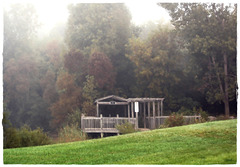 Trees in the Mist