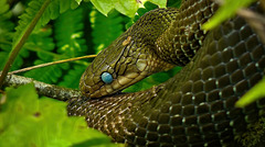 Die Augen der Äskulapnatter (Zamenis longissimus) :))  The eyes of the Aesculapian snake (Zamenis longissimus) :))  Les yeux du serpent d'Esculape (Zamenis longissimus) :))