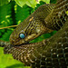 Die Augen der Äskulapnatter (Zamenis longissimus) :))  The eyes of the Aesculapian snake (Zamenis longissimus) :))  Les yeux du serpent d'Esculape (Zamenis longissimus) :))