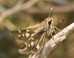 IMG 2554 Butterfly-3