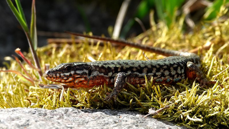 <b>Lézard des murailles</b> en habit nuptial (Podarcis muralis Common Wall Lizard )