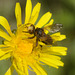 5T2A5304 Conopid Fly-1