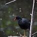 Gallinule poule d'eau-2 (Copier)