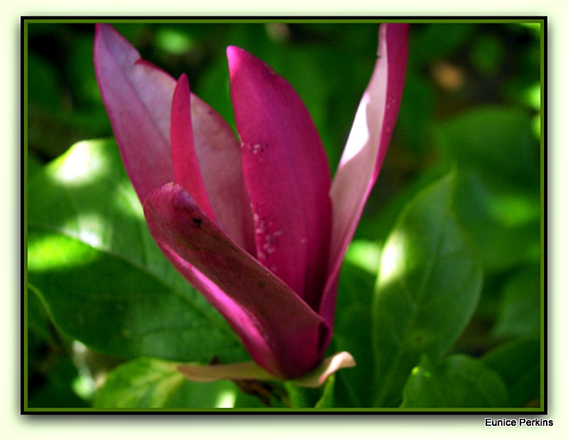 Magnolia Opening.