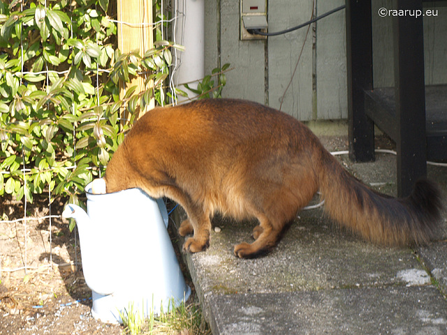 Rags prefers rainwater