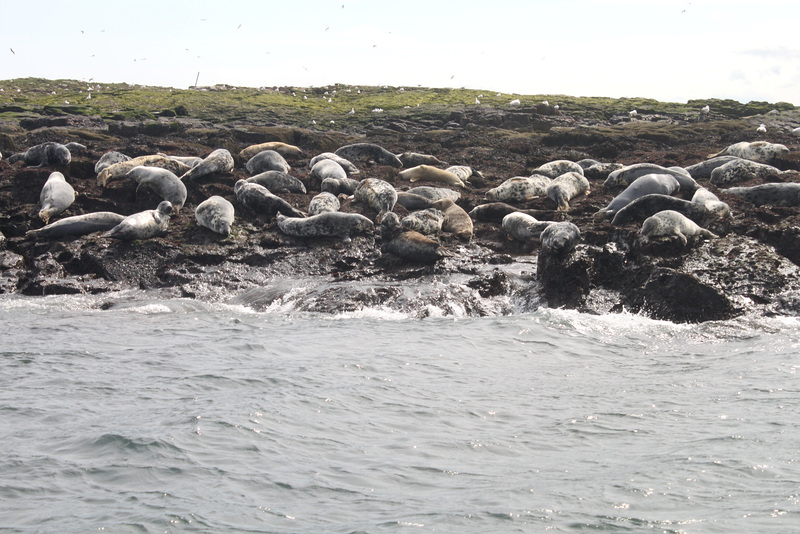 Atlantic Grey Seals