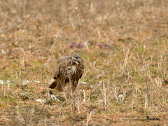 buse variable