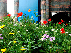 Wildflowers in the city!