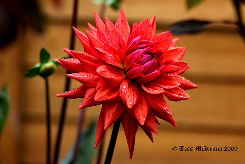 Dahlia 051 copy