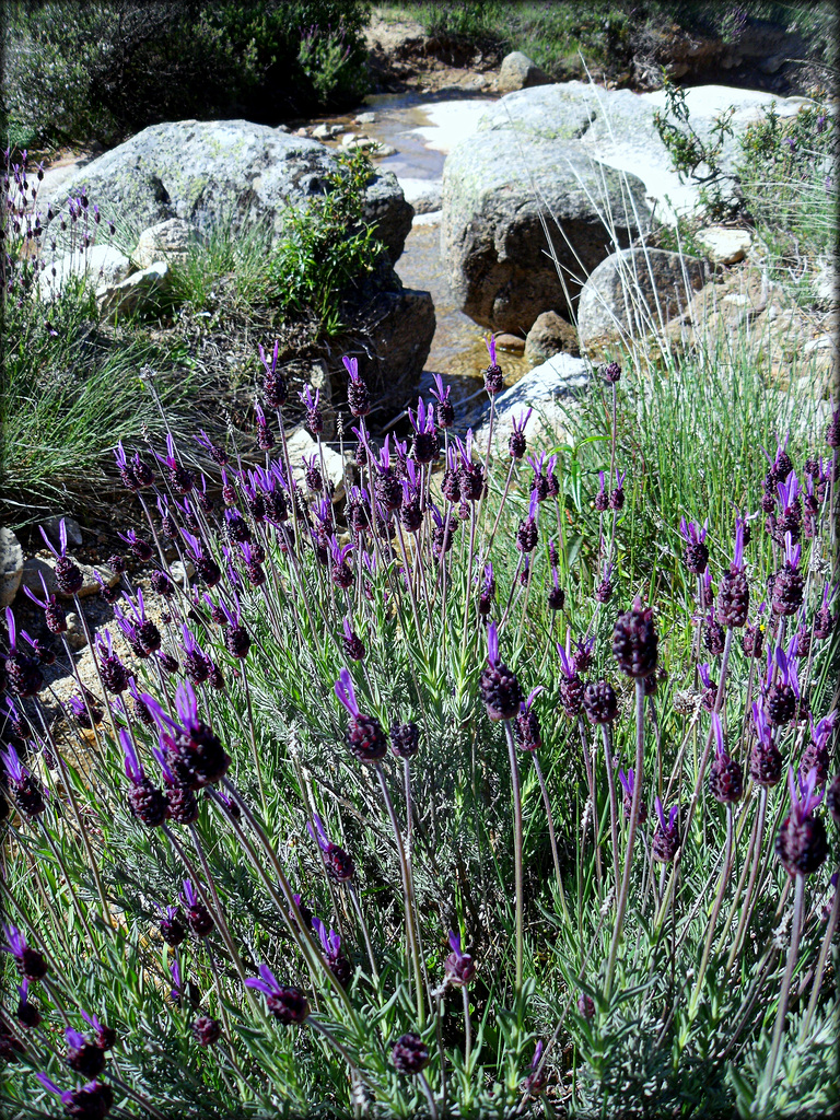 Wild lavender and mountain stream