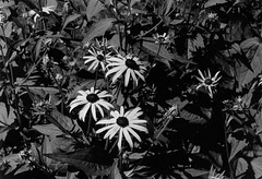 Black-eyed Susans