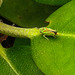 20200718 9563CPw [D~MI] Rhododendron-Zikade (Graphocephala fennahi), Minden