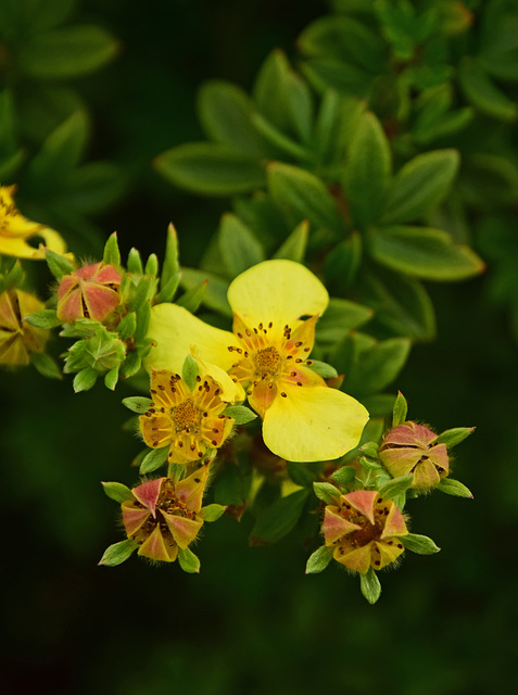 A Neighbour's Flowers