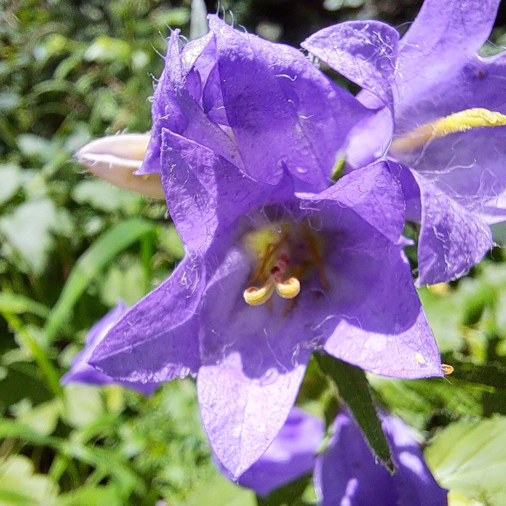 Nesselblättrige Glockenblume (Campanula trachelium)