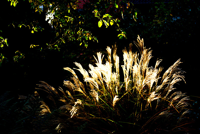 Gras im Licht