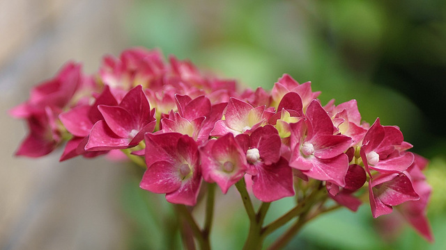 Hortensie