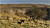 Malham Cove