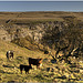 Malham Cove