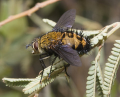 IMG 2539 Tachnid Fly